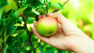 hand reaching to pick a green apple out of a tree